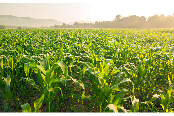 Quarterly Insights: Crop Production 2nd Quarter 2019